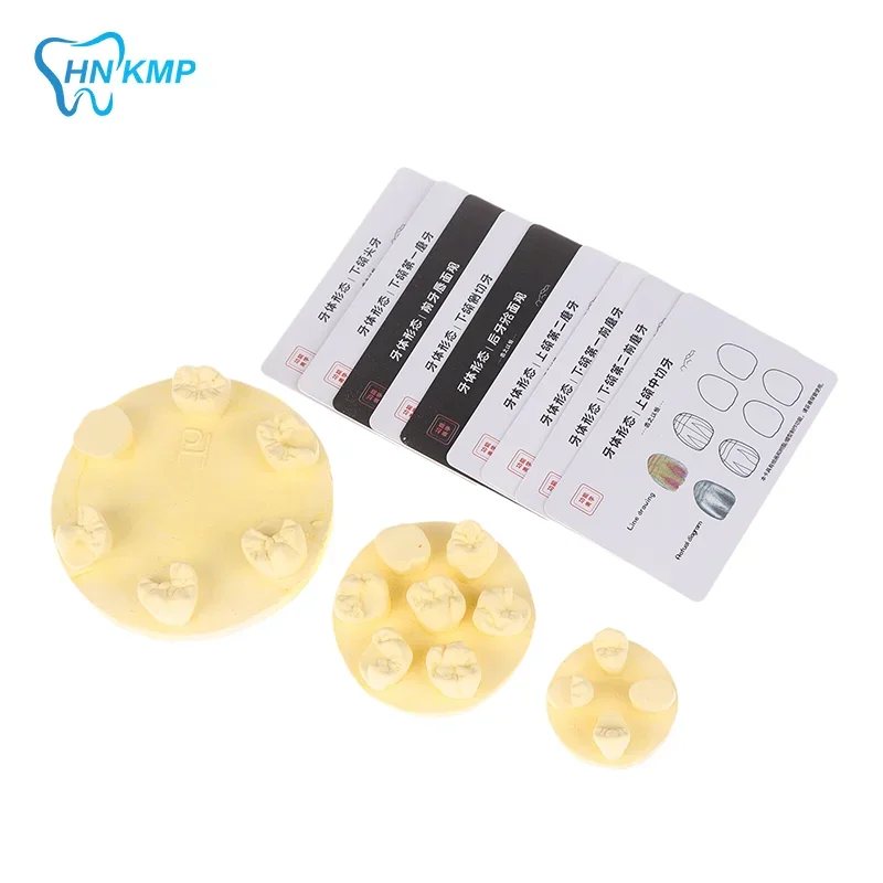 

Dental Inlay Exercise Model Block Filling Exercise Plaster/Resin Materials Oral Filling Model For Dentistry Teaching Study