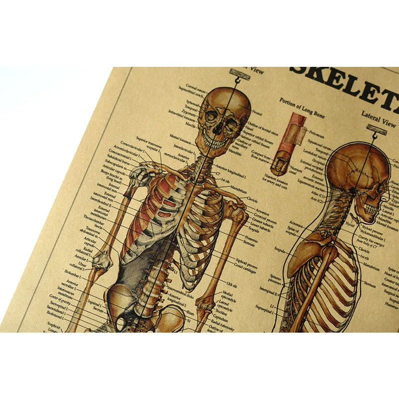 51X35Cm Het Skelet Van Het Lichaam Structuur Hersenen Zenuwstelsel Poster Medische Room Decor Schilderen Kraftpapier Vintage muursticker