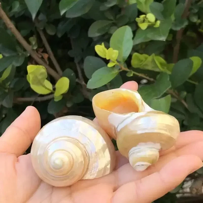 Natural Shell Conch Fluorescent Snail Hermit Crab Replacement Shell Shellfish House Fish Tank Aquarium Decoration Ornaments