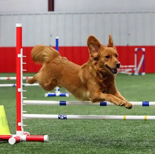 

Dog Agility Jump Hurdle Pet Training Products Dog Agility Equipment Pet Products For Dog Training