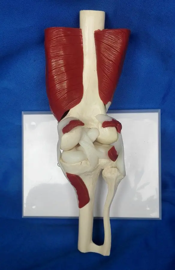 

Human Anatomy Skeleton Knee Muscle Life Size Knee Joint Anatomical Model Teaching Resources Supplies