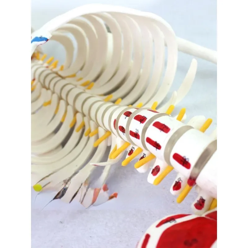 Модель человеческого скелета, 1 шт.