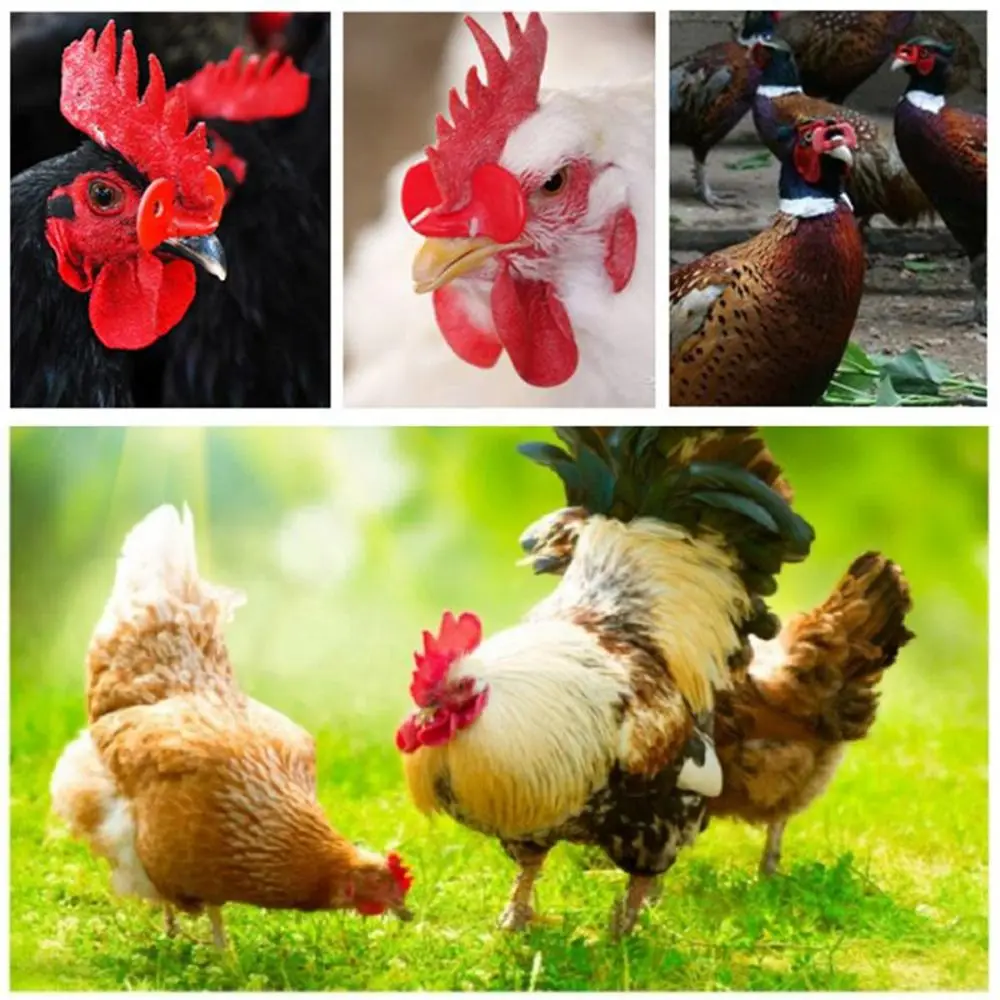 50 Pcs Plastic No Bolt Chicken Glasses Pigeon Pheasant Anti-pecking Glasses Poultry Supplies