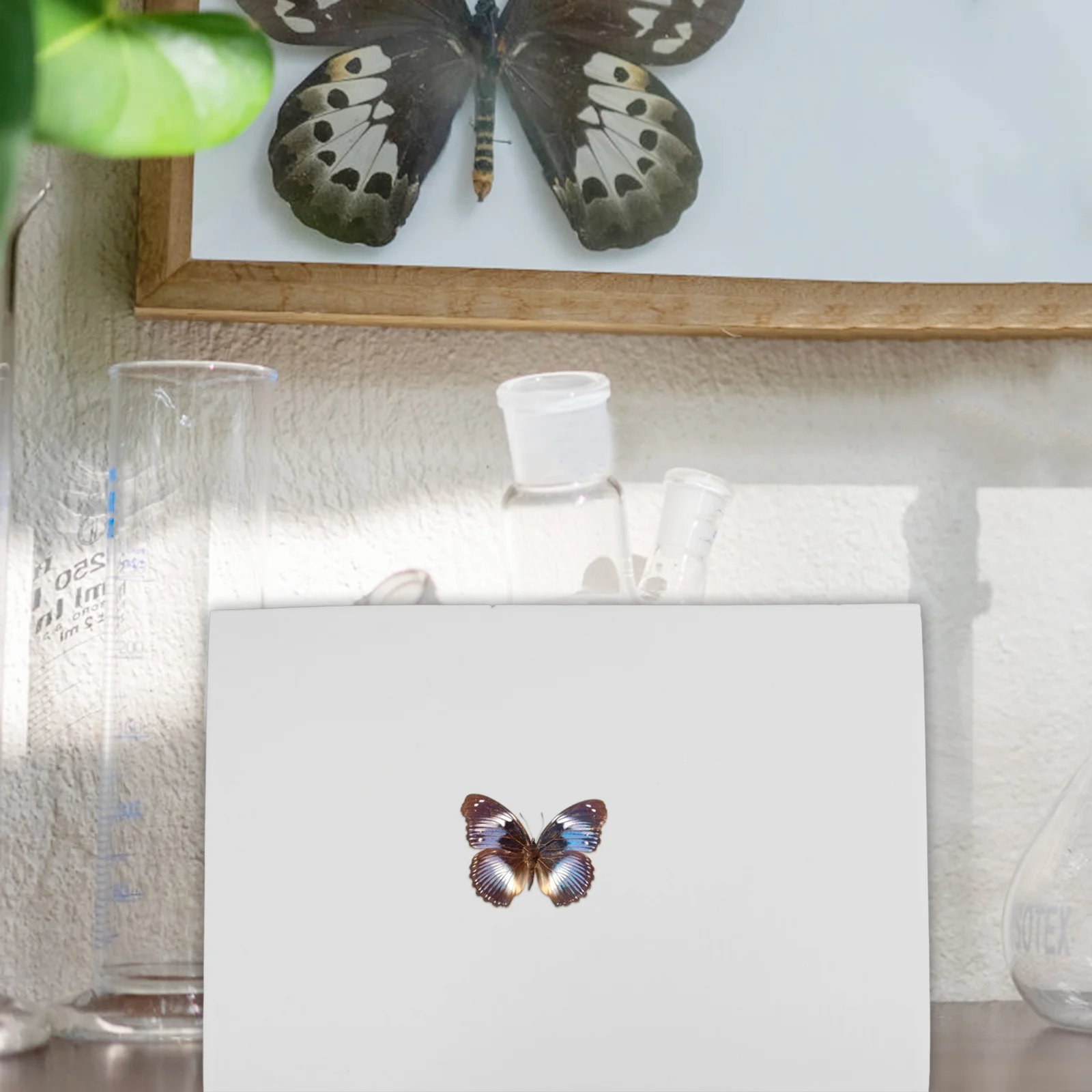 

Specimen Display Board Insect Pinning Board Butterfly Wings Spreading Mounting Foam Lab Tool For Entomology Collection Science