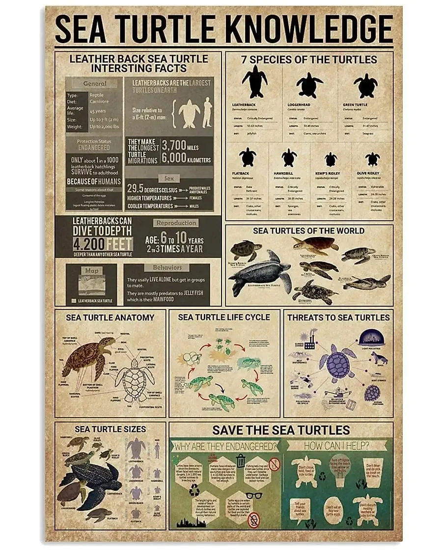 Sea Turtle Knowledge Wood Signs 7 Species Of The Turtles Infographic Turtle Science Guide Wooden Posters Decor Classroom Office