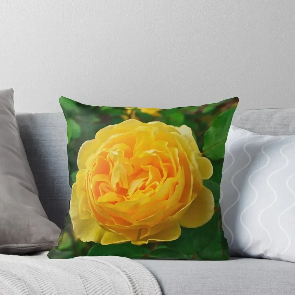 Graham Thomas, David Austin Rosa Inglesa. Funda de almohada decorativa, funda de almohada