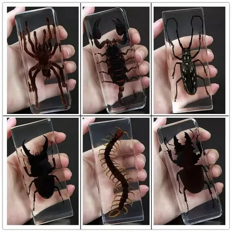 Large Bug Insect Specimen Resin Tarantula Taxidermia Epoxy Resin Bug Centipede Scorpion Specimen Big Insect Desktop Decoration