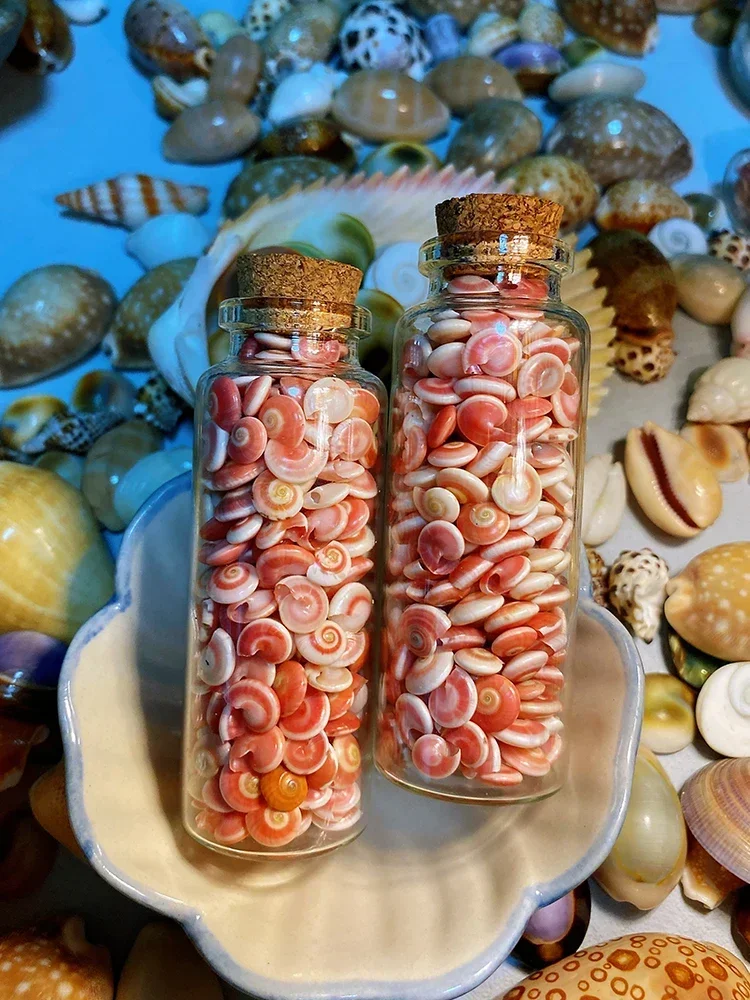 Pink and White Rainbow Shell and Conch 250 Pieces Bottled Shell and Conch Collection Specimen