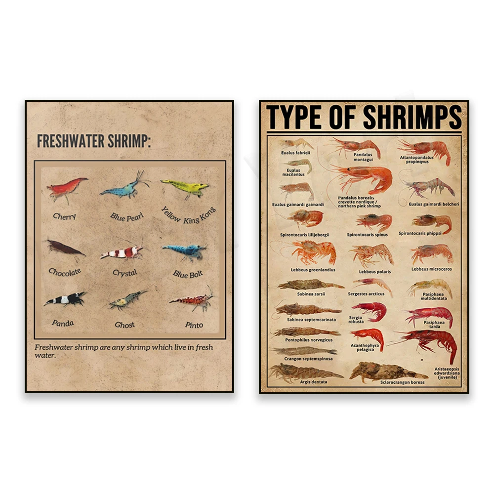 

Species of shrimp retro poster, shrimp art, freshwater shrimp, aquarium shrimp, knowledge poster, educational wall decoration
