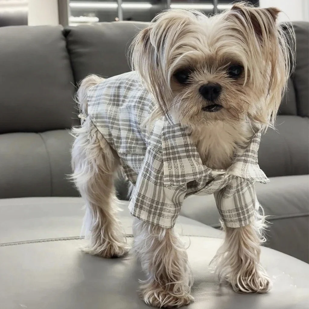 Thumbnail 4 - #3 Dog Apparel Discount Picks
