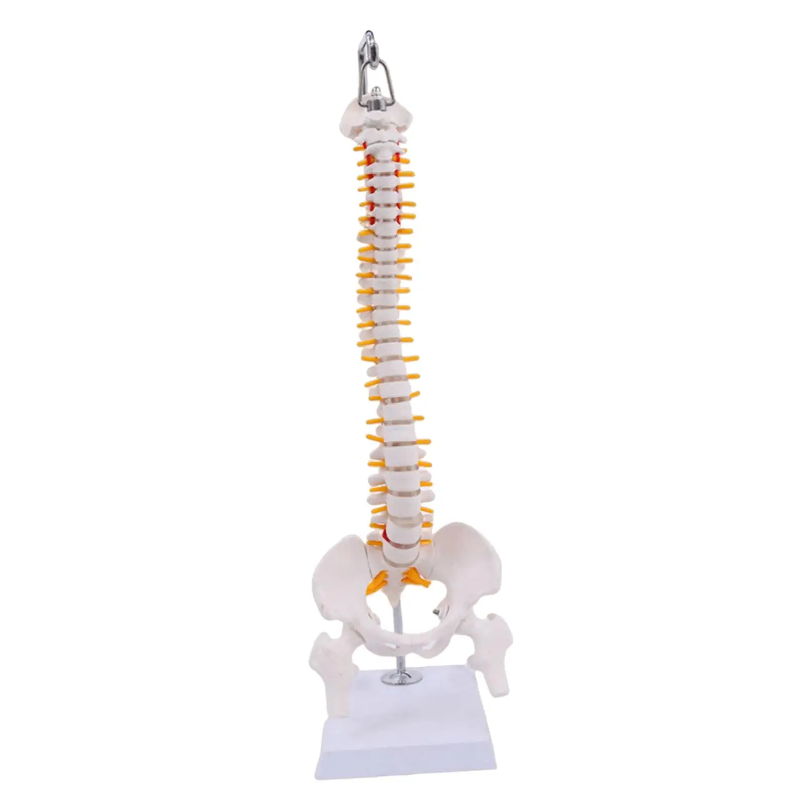 Hanging Human Spine Model with Stand Detailed Desktop Decoration Vertebral