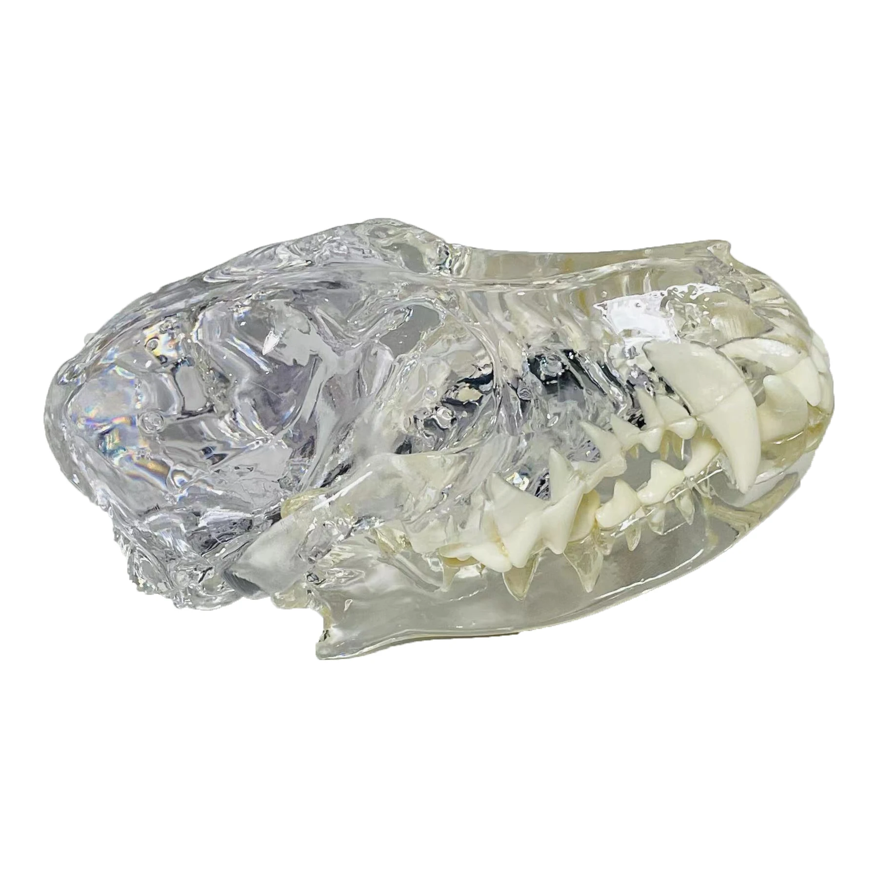 Transparent Dog Skull Teeth Anatomical Model Dental Animals Oral Jaw for Education Canine Dental Veterinary Decoration Demo