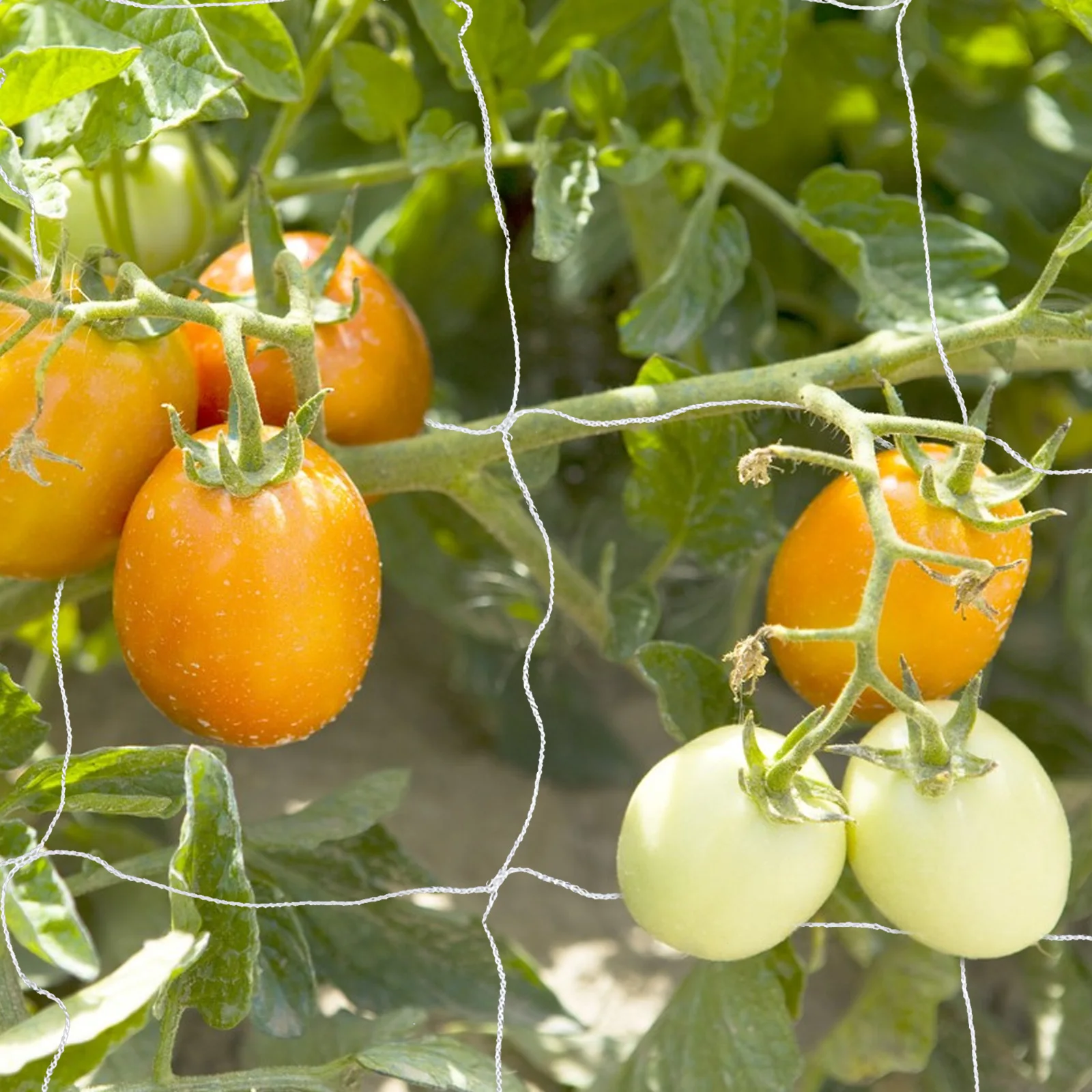 

Plant Climbing Net Garden Grow Trellis Netting Support Cucumber Vegetables for Plants