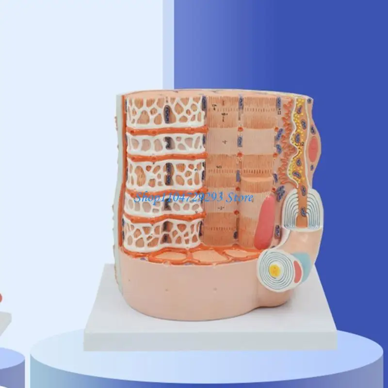 Y2GD Anatomical Skeletal Muscle Fibers Model for Student