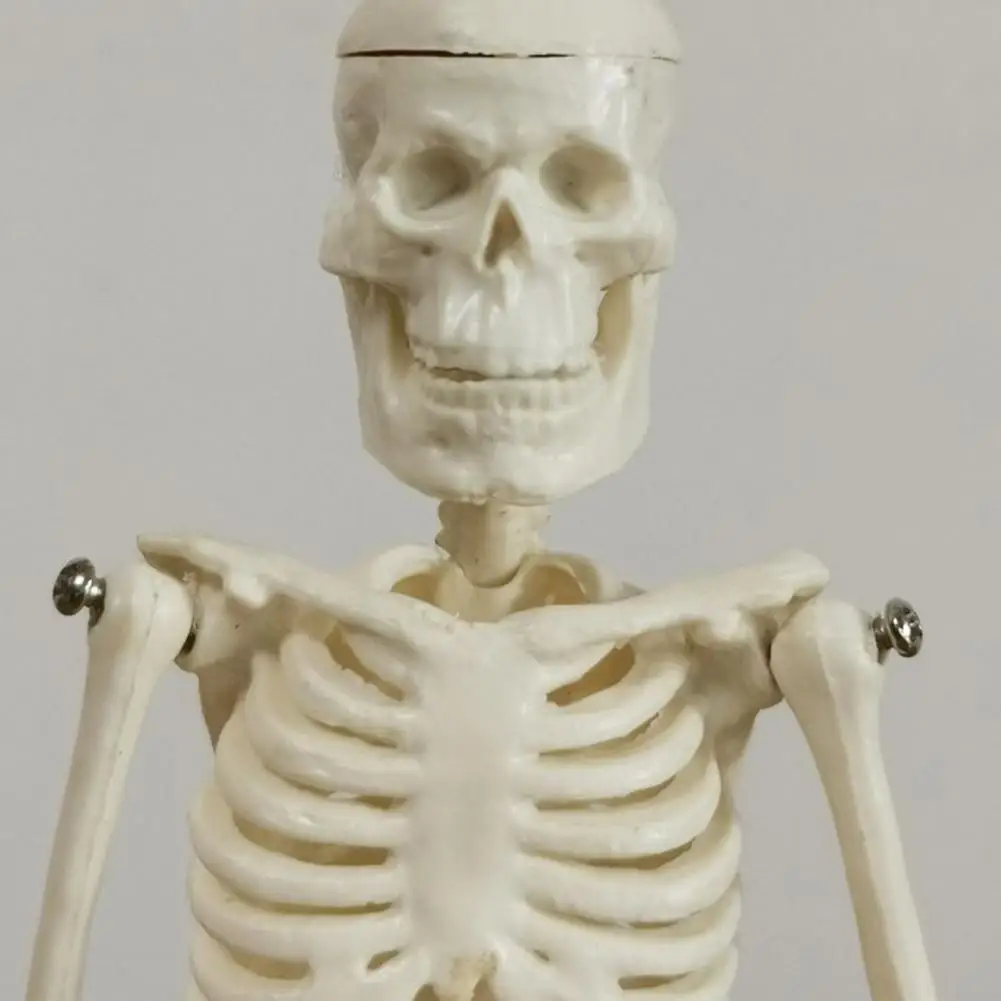 Removable Skull Skeleton Model Durable Flexible Joints Mini Skeleton Model Great Teaching Tool for School Physiological