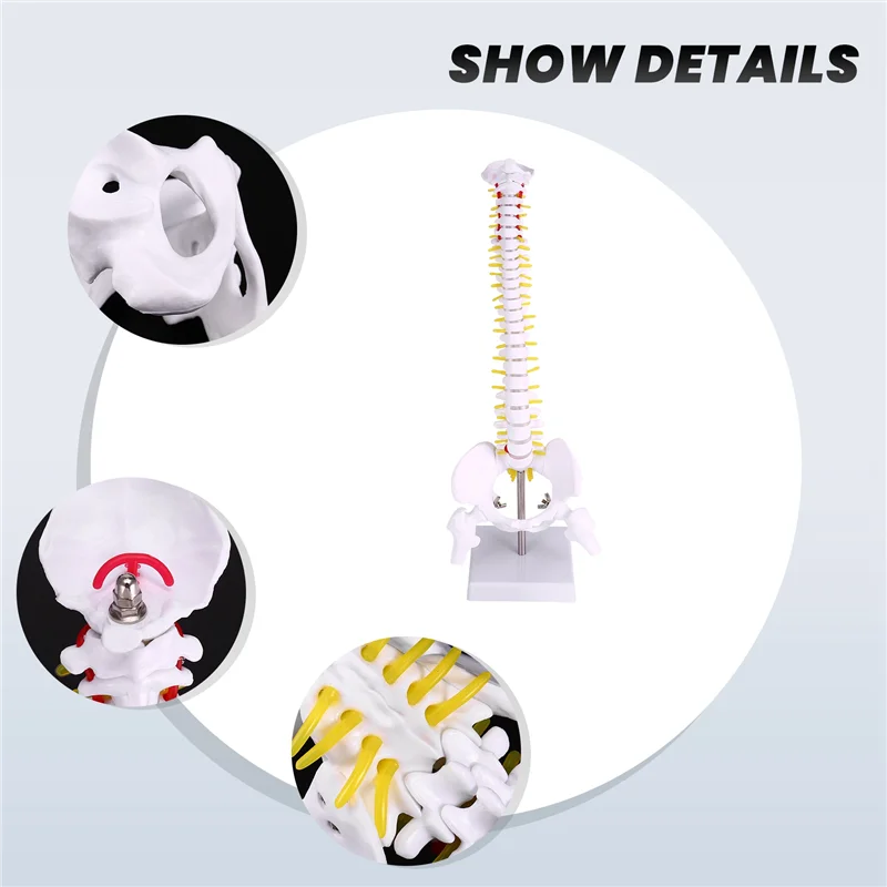 

Upgraded 45Cm Flexible 1:1 Adult Lumbar Bend Spine Model Humans Skeleton Model With Spinal Disc Pelvis Model Used For Massage ,Y