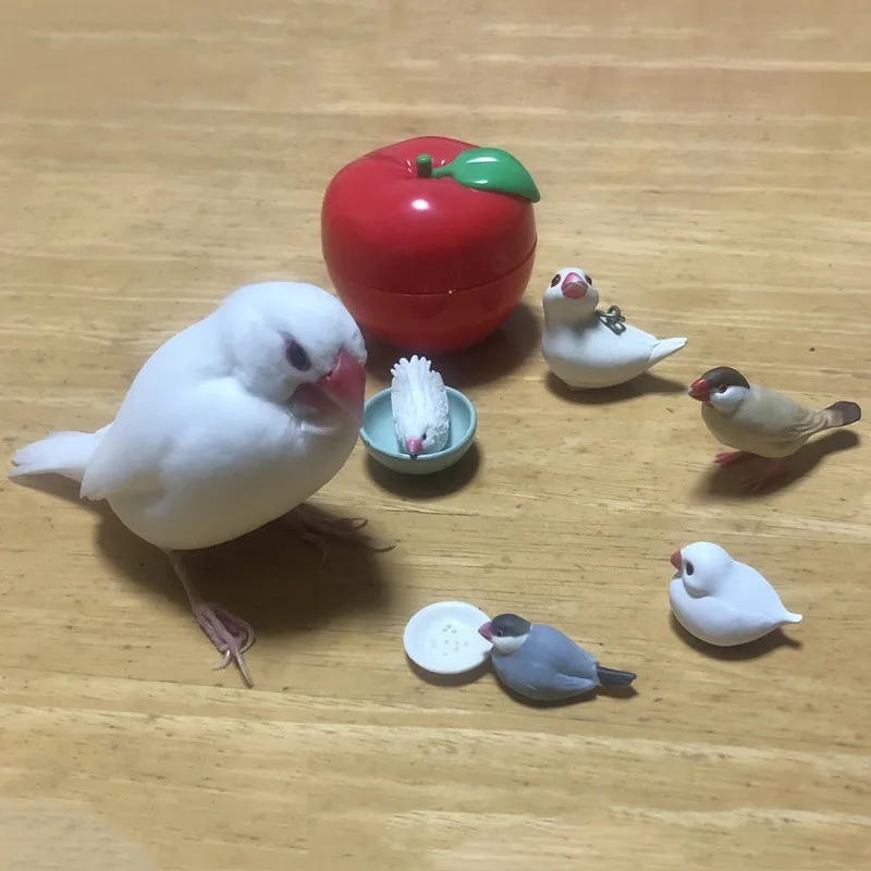 BANDAI Japan Gashapon Figure Anime Cute Bird Apple Storage Box Parrot Kawaii Figurine Capsule Toys For Boys Girls Gift