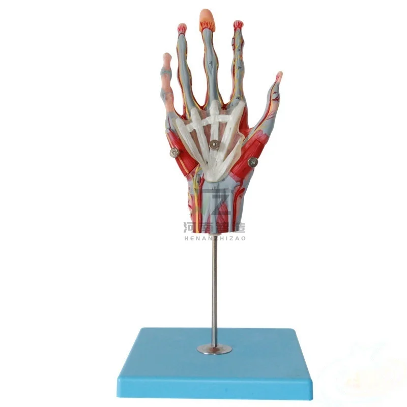 Life Size Detachable Hand Plam Anatomy Model Hand Skeleton with Blood Vessels and Nerves 5 Parts