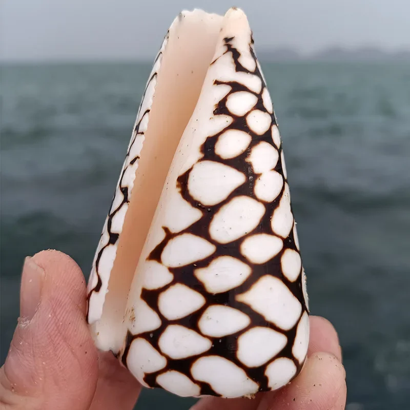 Natural Conus Marmoreus Shells Hebrew Marble Cone Conch Snail Photograph Ornaments Fish Tank Aquarium Landscaping Decoration