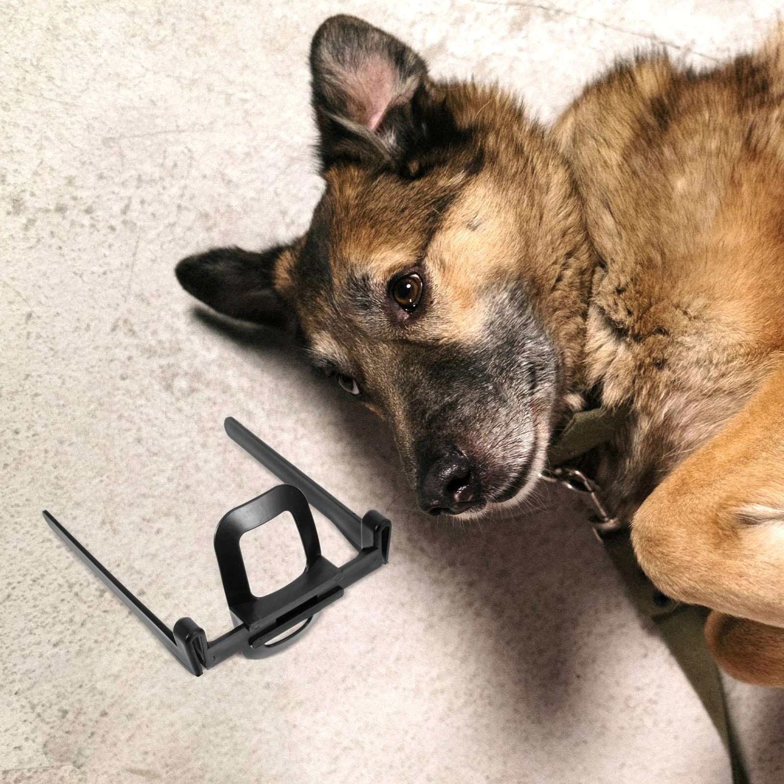 

Ear Erector Dog Stand up Support Tool Tape for Puppy Ears Positing Kit Supply Large Small Dog Breed Easy Use Safe Condition