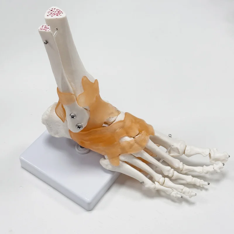

Life Size Human Foot Joint Model With Ligaments Anatomy Human Anatomical Model