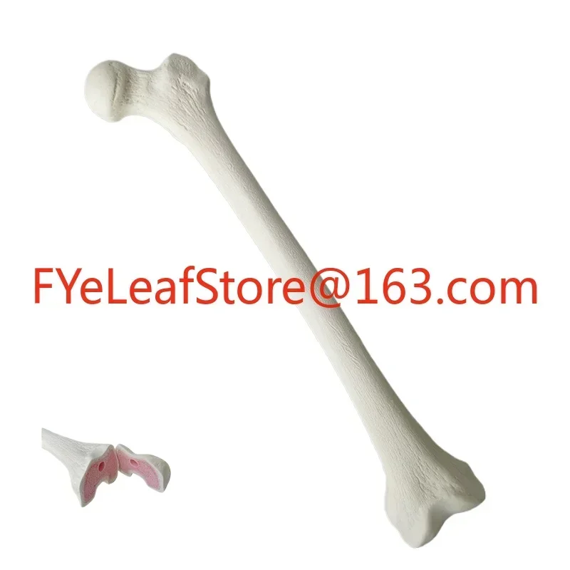 Hot salesof Femur Sawbones Pseudobone Workshop Preoperative Practical Training Exercise Human thigh-bone skeleton.Simulated Bone