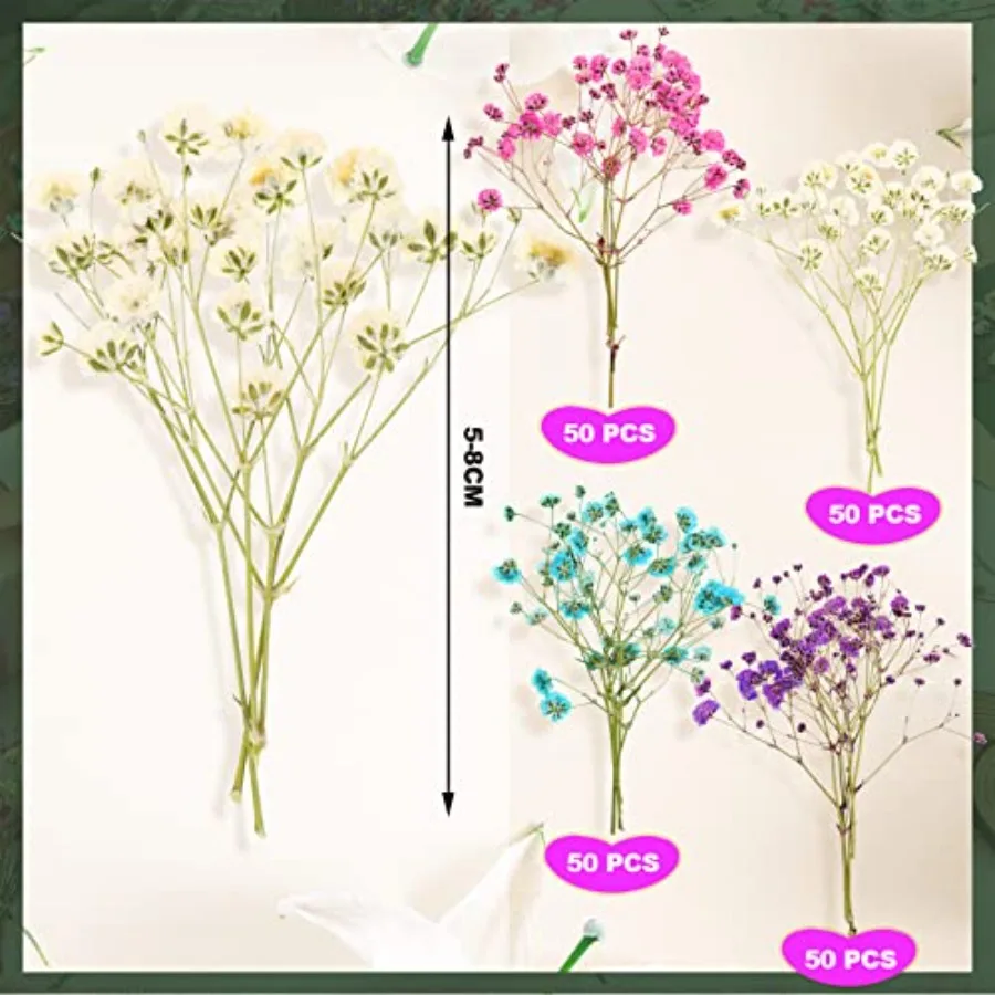 ดอกยิปโซฟิล่าแห้ง 200 ชิ้น ดอกยิปโซฟิล่าอบแห้ง กิ๊ปโซฟิล่าอัด กิ๊ปโซฟิล่าช่อธรรมชาติ กิ๊ปโซฟิล่ากิ่งสำหรับงานแต่งงาน