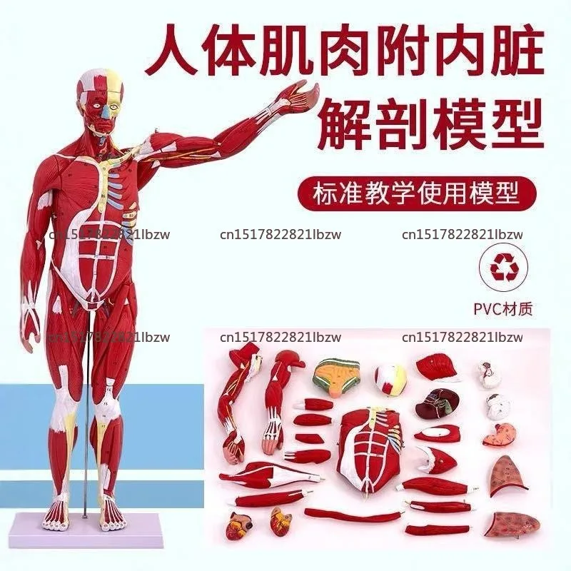 80CM human body muscle model, internal organs, anatomy, tissue disassembly exercise, muscle man model
