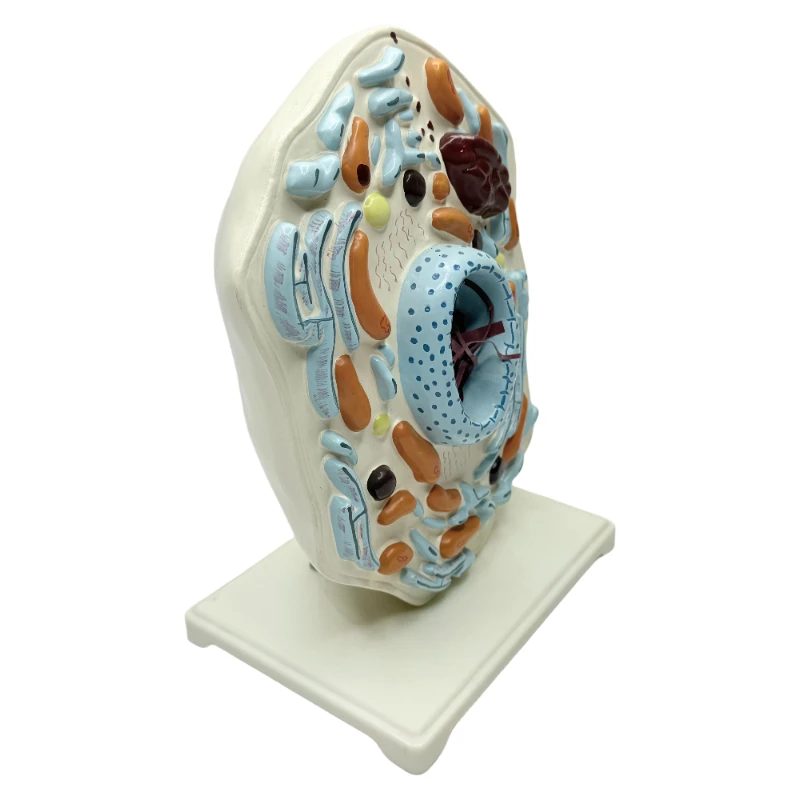 Animal Thin Chest Model Animal Cell Structure Microscopically Magnified Golgi Mitochondrial Organism - Science Kits