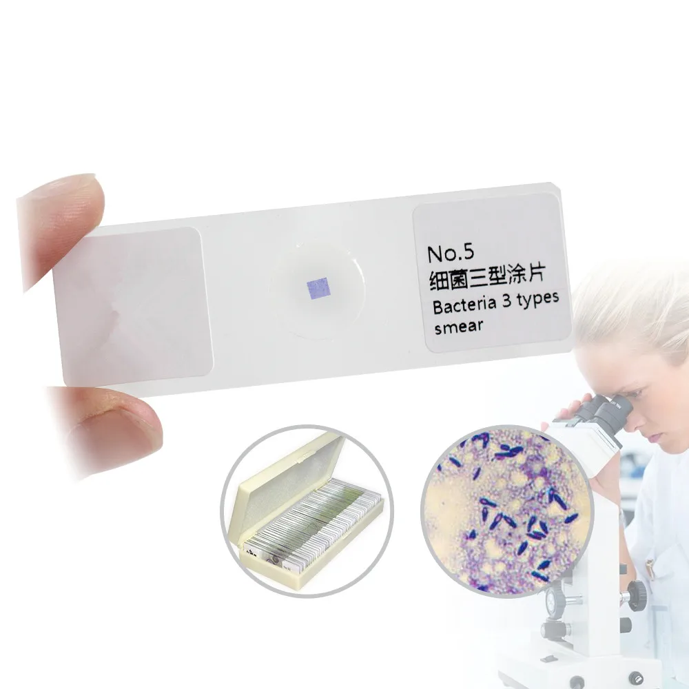 50PCS Bacteria Fungus Mold Actinomycete Microbial Section Gram Stain Medical Microbial Specimen Microscope Slides