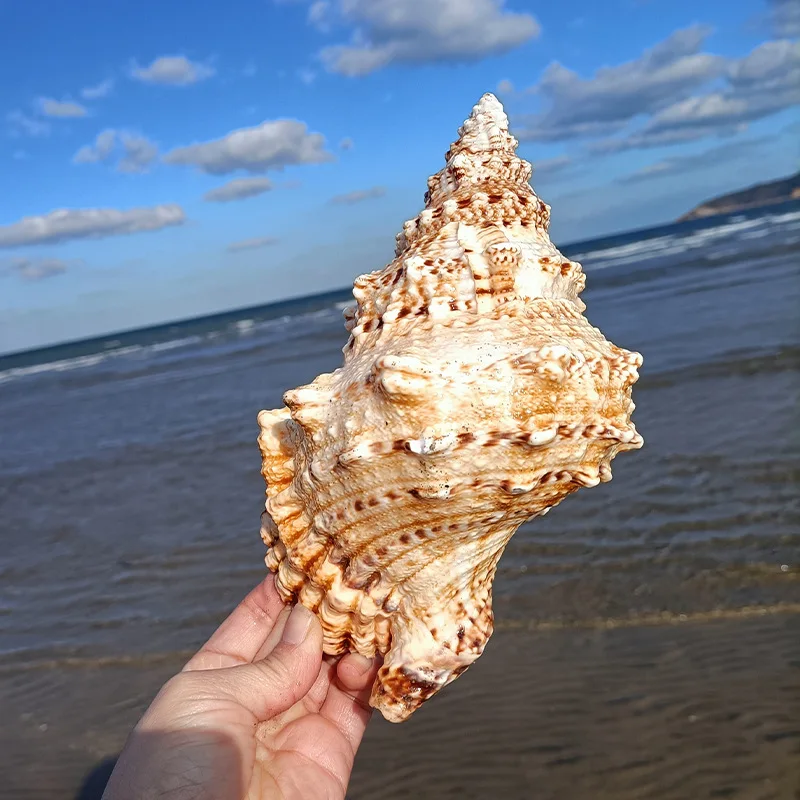 

Natural Conch Shell Large Stone Conch Fish Tank Landscape Decoration Handicrafts Creative Home Collection Ocean Decor