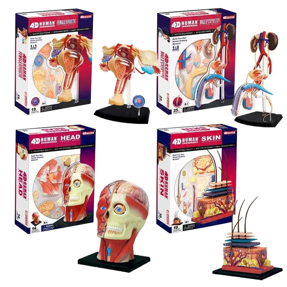 

4D MASTER DIY Human Anatomy Kit Science Toy with Oral Colored Skull Muscle Parts Exploring Human Anatomy Great Tool for Learn