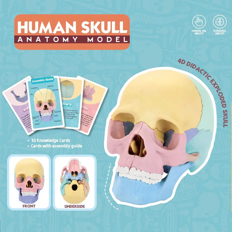 17 Parts 4D Anatomy Moodel Life-sized Colored Human Anatomy Head Skull Toy Assembly Oral Teaching Medical Skeleton Model