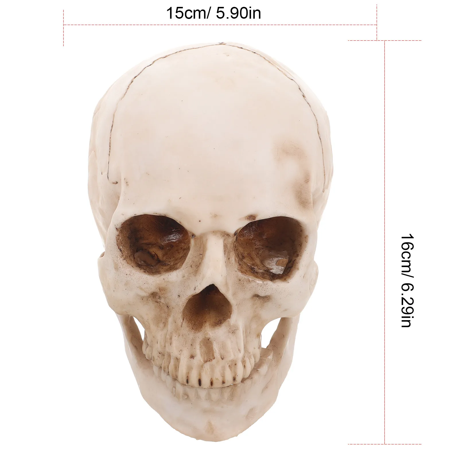1:1 Human Skull High Grade Resin Anatomical Demonstration Tracing Teaching Halloween Costume