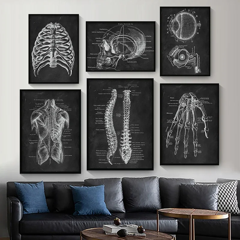 Black and Whilte Human Anatomy Artwork Medical Clinic Wall Picture Skeleton Organ Muscle System Vintage Canvas Print Poster