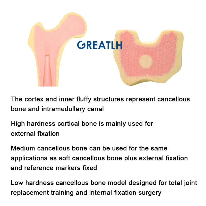 Life Size Skeleton Hands Joint Model Left Hand Practice Model Teaching Model Foam Cortical Shell with Inner Cancellous Material