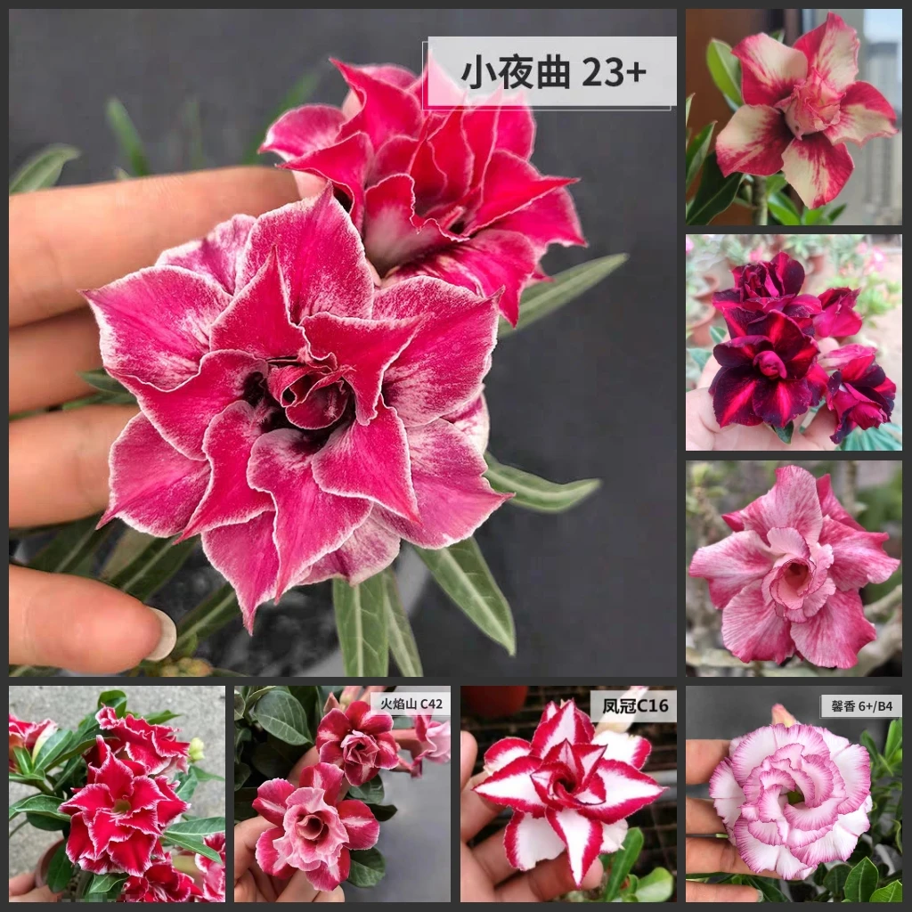 Rosa del Desierto -Pétalos dobles- Adenium Obesum (con 1 pegatina de regalo aleatoria)