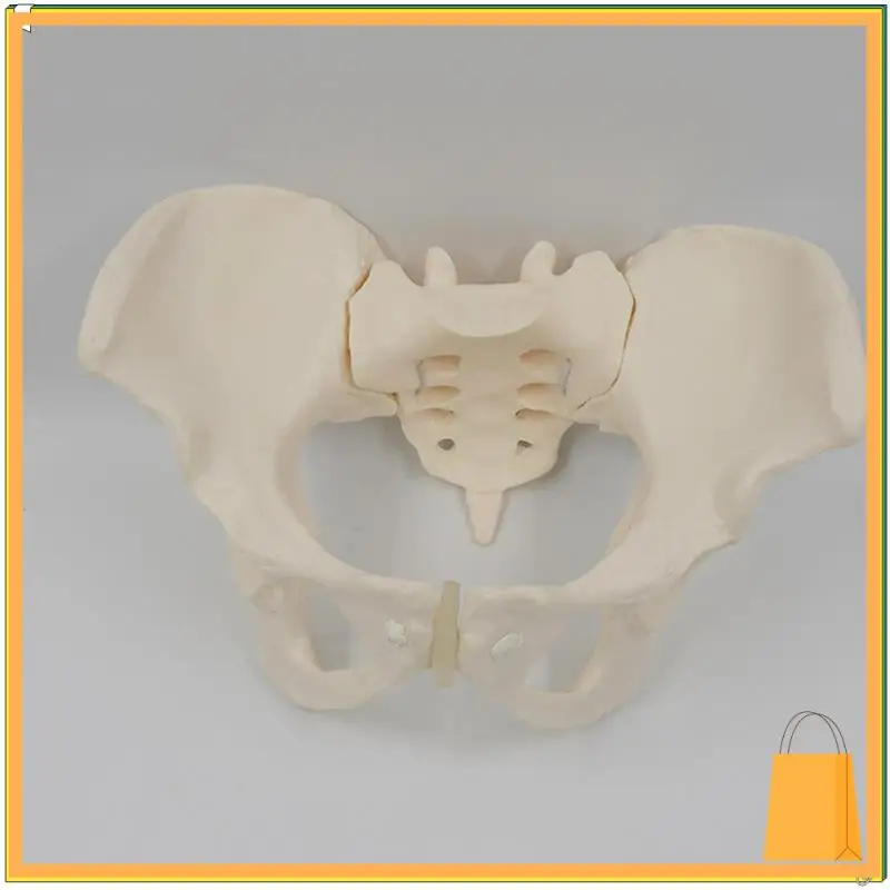 L52A-1 個等身大女性骨盤骨格モデル解剖モデル科学教育用