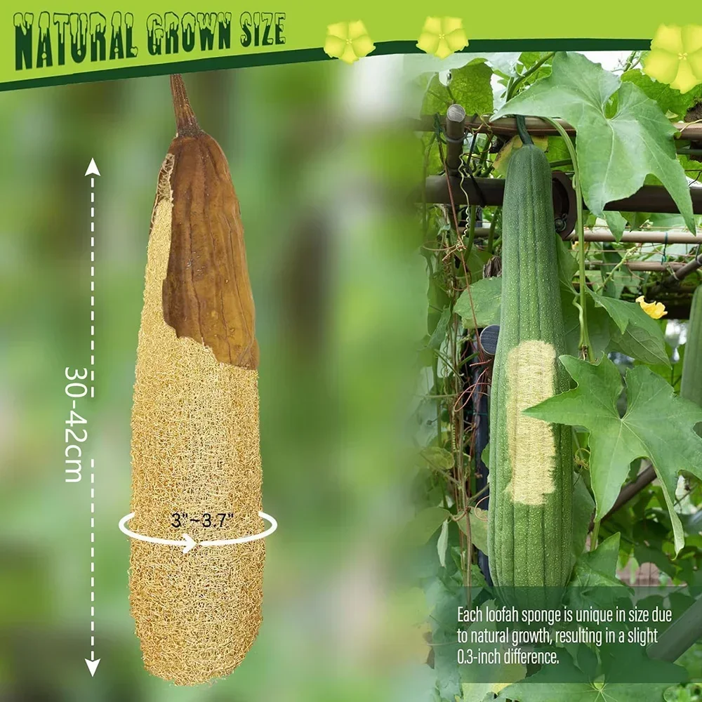 Un intero doccia luffa circa 30-40 cm 100% naturale SPA bellezza spugna da bagno corpo scrubber soffio esfoliante Lofa Loofa Luffa Loffa