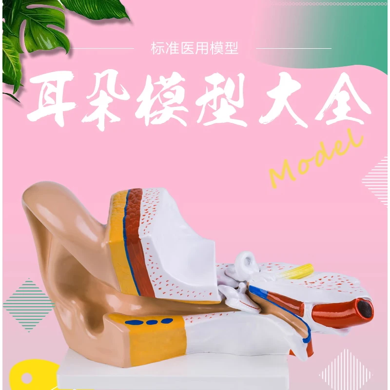 Ear model Ear anatomical structure Inner ear labyrinth model Otolaryngology human auditory system model
