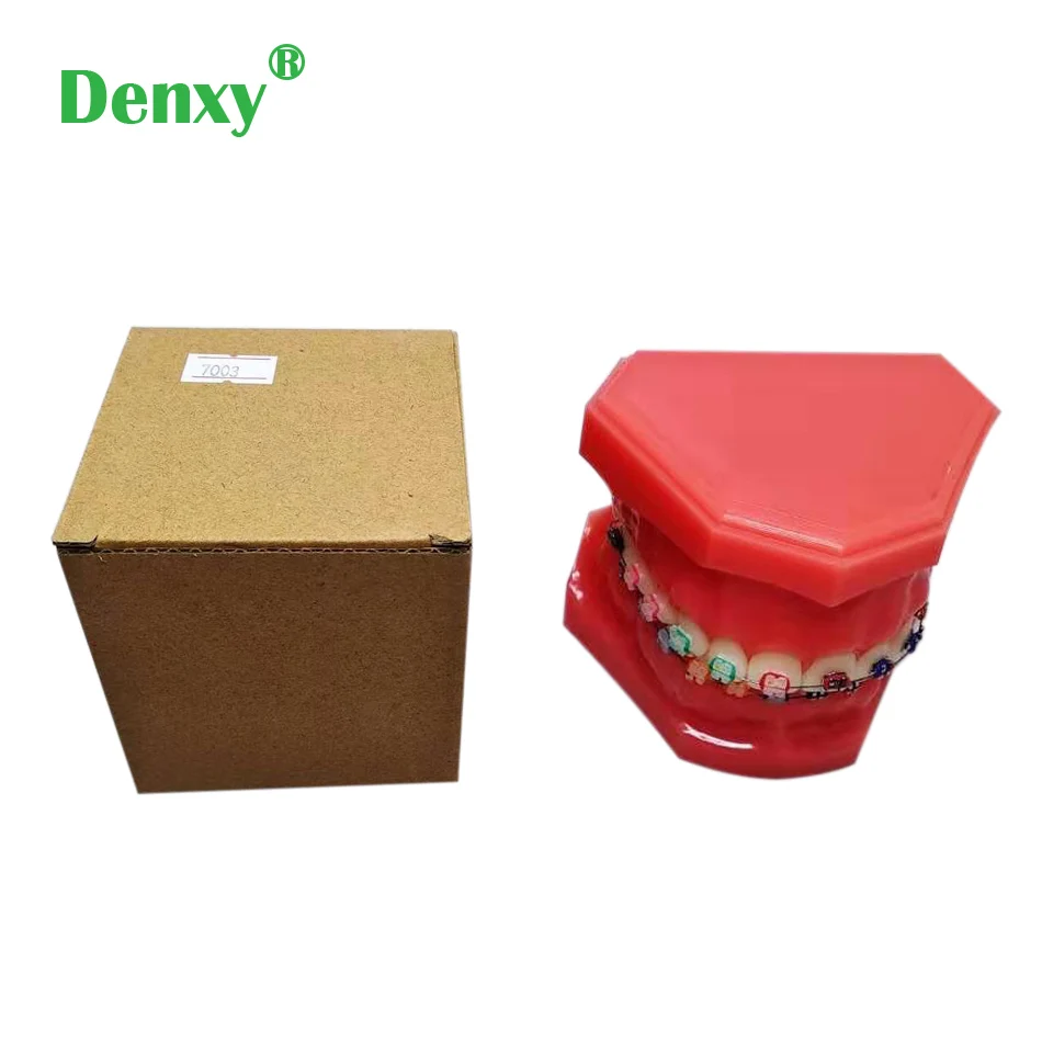 

Denxy Dental Orthodontic Model Typodont With Ortho Metal Ceramic Bracket Arch Wire Buccal Tube Ligature Tie Medical Education