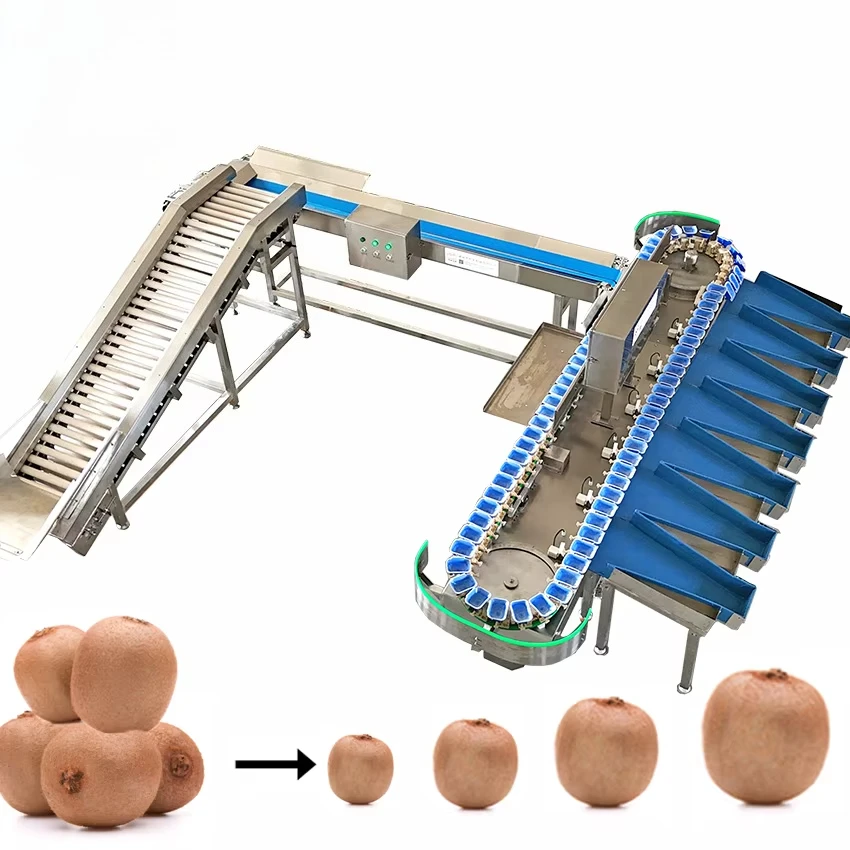 Universal Automatic Weight Sorting Machine for Onion, Garlic, Blueberry & Seafood Processing, Specializing in Potato