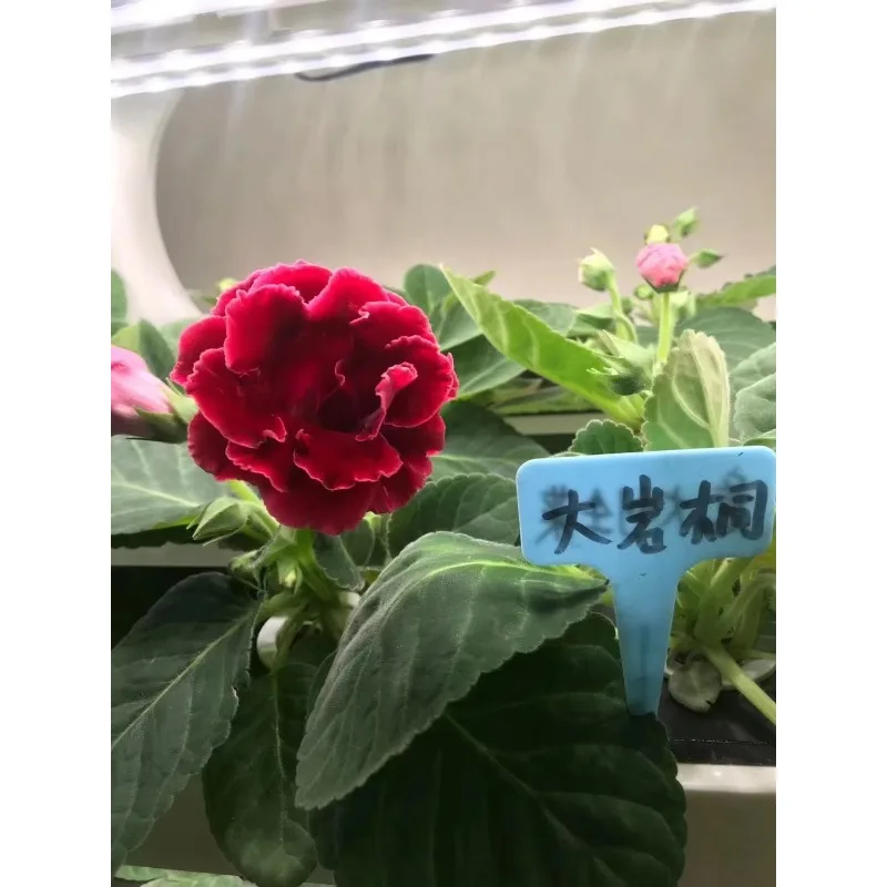 2023 Automatic Home Plant Smart Technology Intelligent Gardening Computer Mini Greenhouse Hydroponic Vegetable Growing Systems