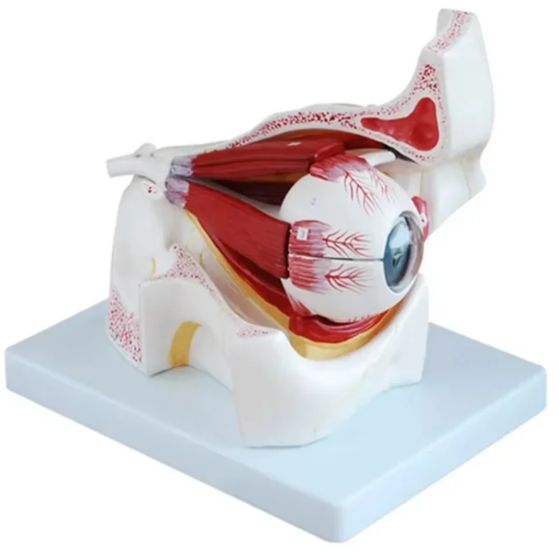 A1062 Medical Sciences PVC Anatomical Model Eye and Track Demonstration Tool for Medical School Teaching