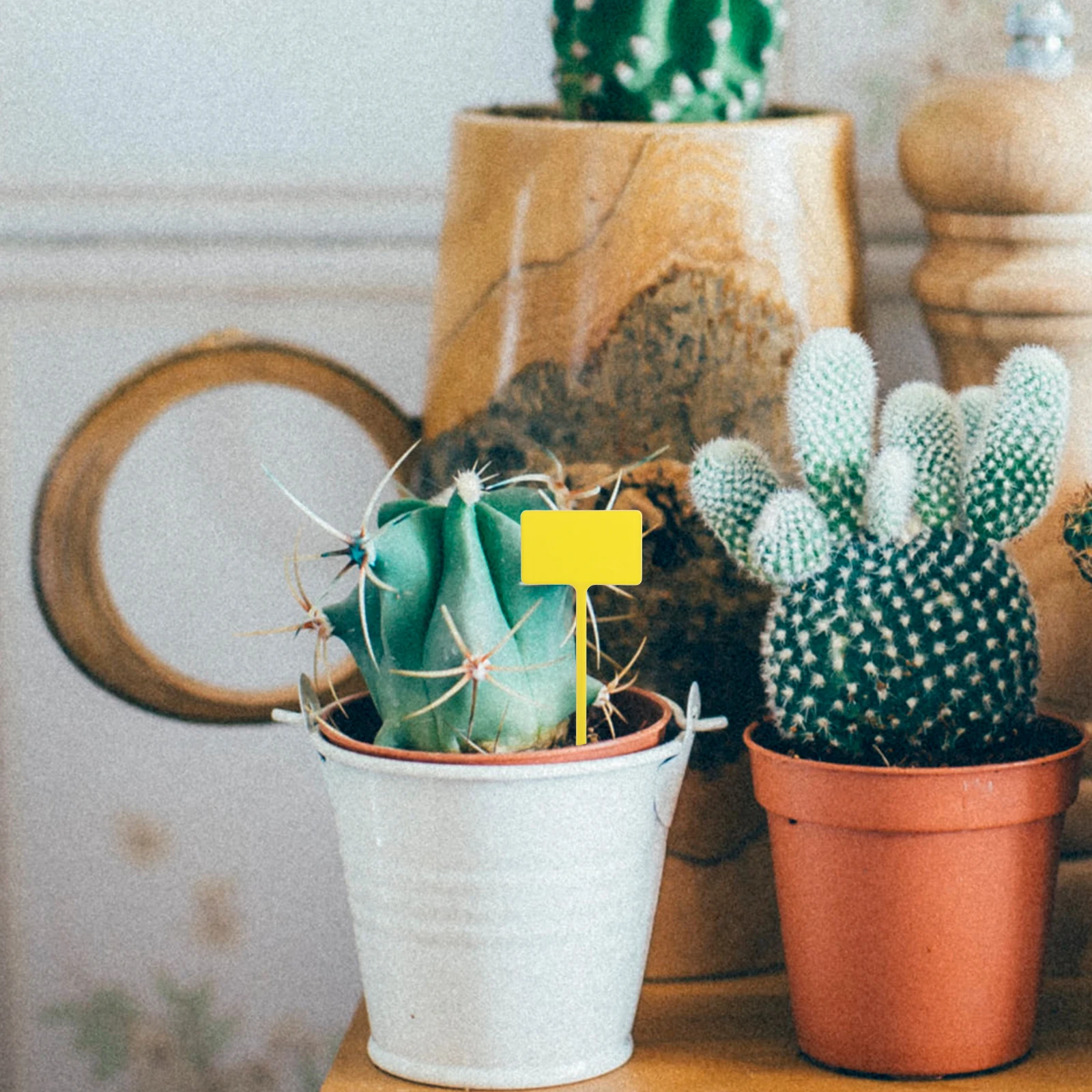 

24Pcs Succulent Plant Labels Plastic Gardening Inserts Flower Pot Garden Markers Indoor Outdoor Plant Signs Seedling Tags