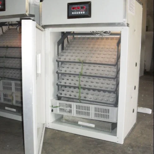 For eggs incubator with hatching