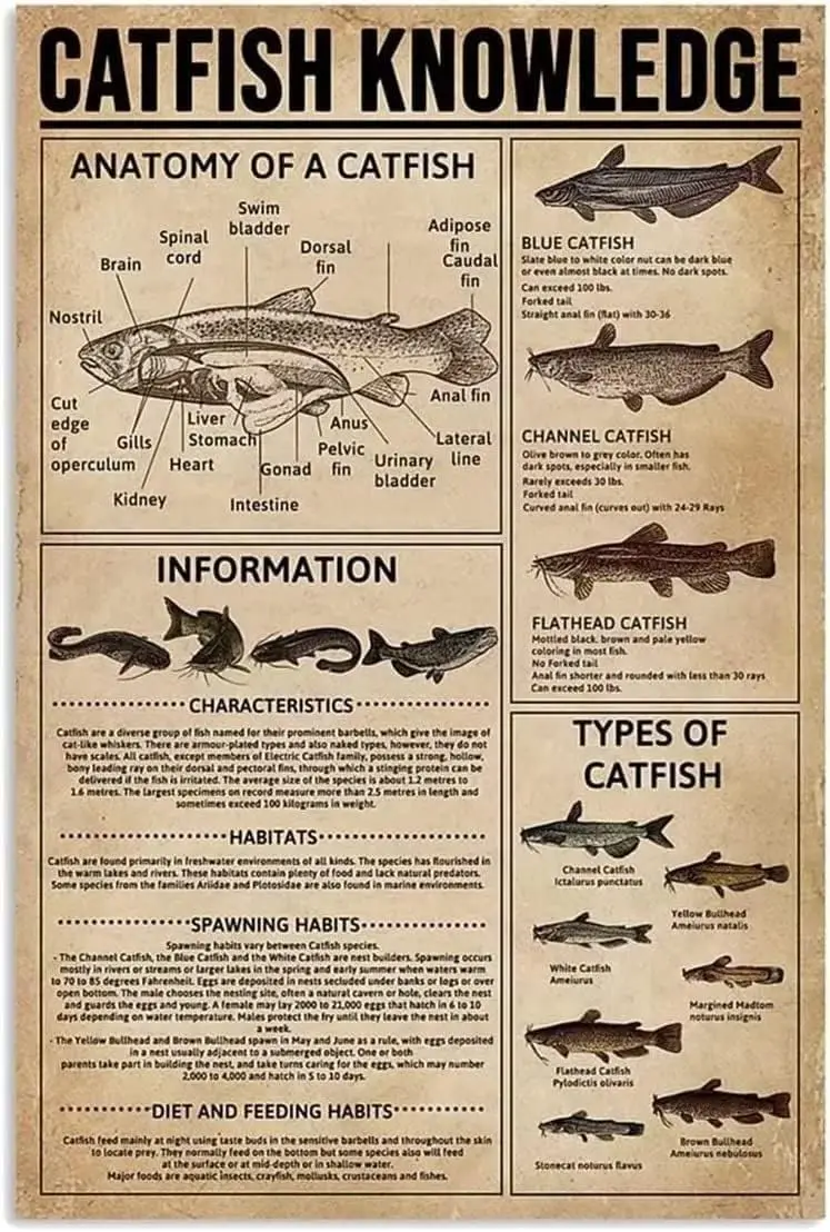 Generic Catfish Knowledge Metal Tin Sign Anatomy Of A Catfish Wallart Artwork Poster Farm School Office People Cave Bedroom Livi