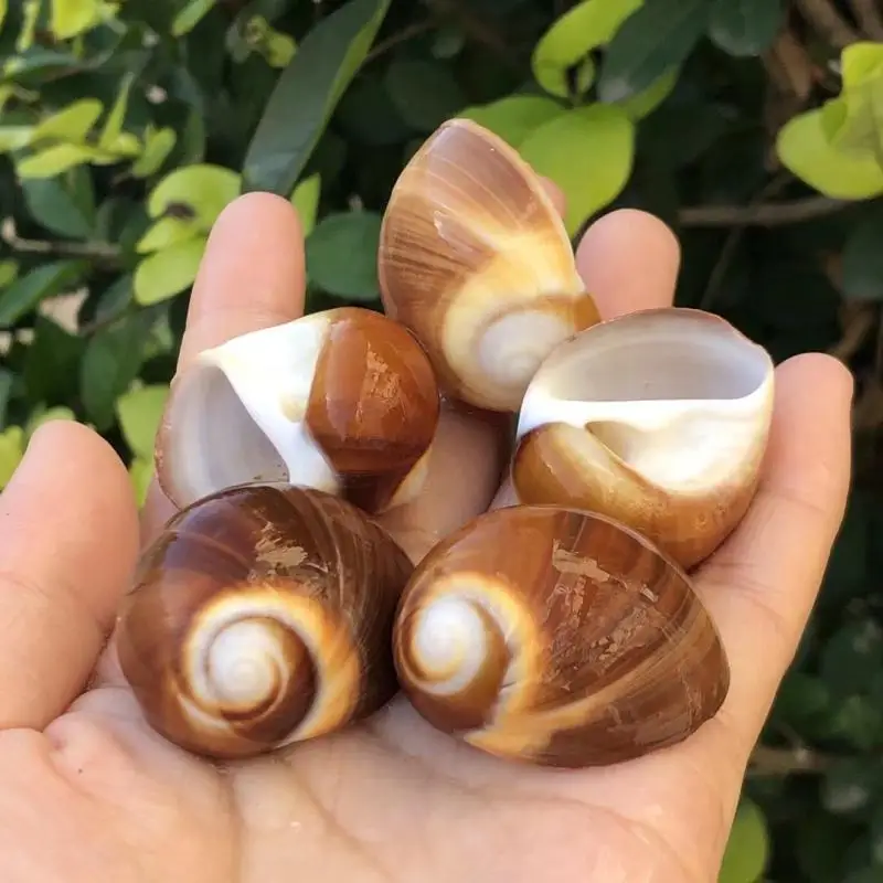 Natural Shell & Snail Decor for Aquarium, Hermit Crab Shell Replacement, Abalone Conch, Cat's Eye Snail, Specimen Shell