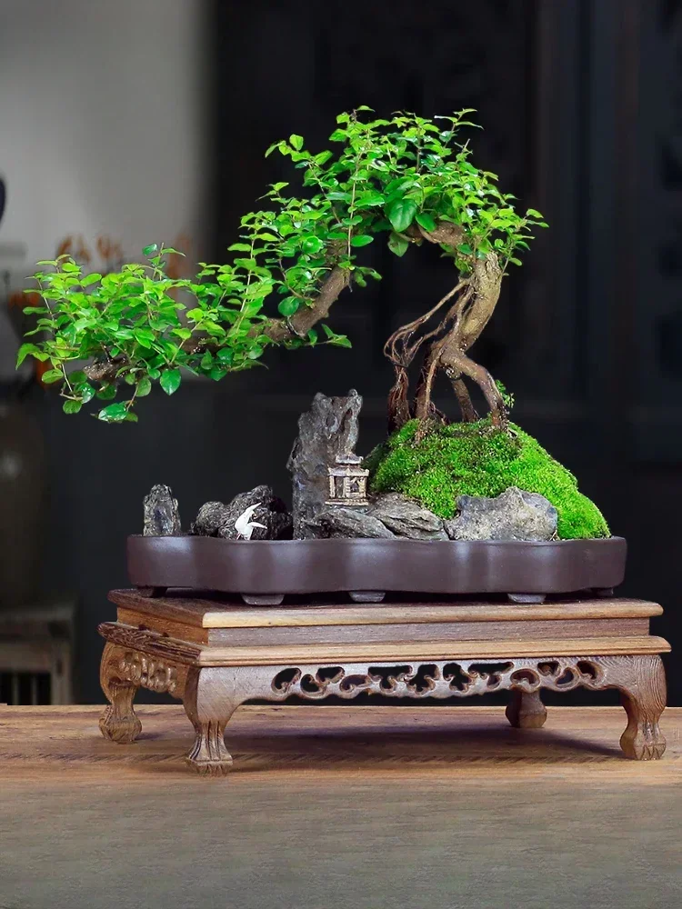 

Small leaf sparrow plum stump shape rockery bonsai plant old stump office living room green plant desktop potted ornament