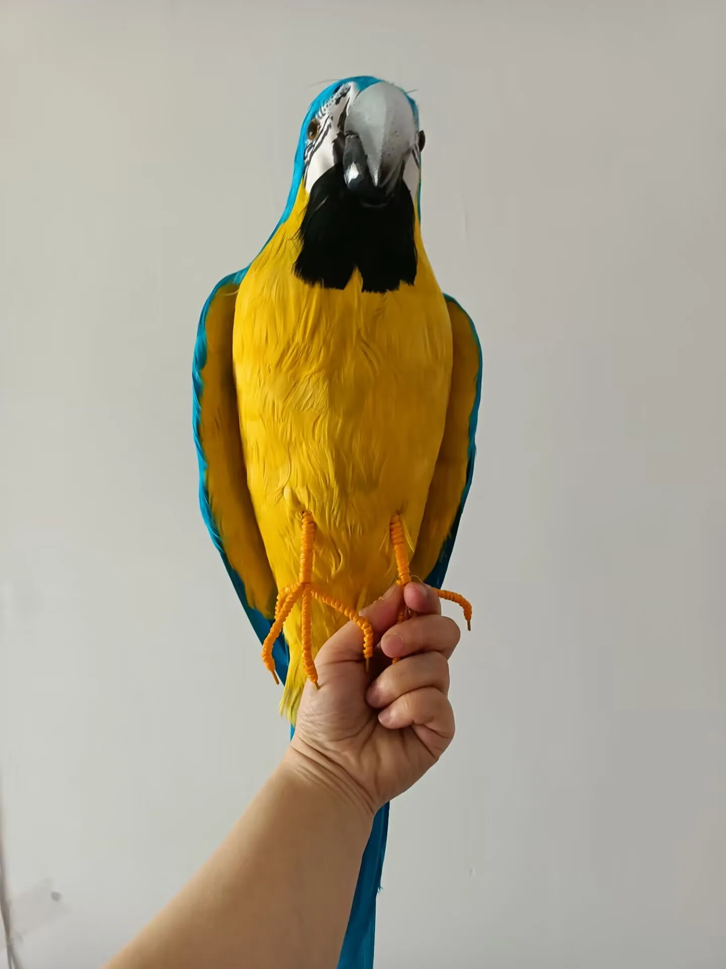 

Большая имитация синего, желтого цвета из пенопласта и перьев, модель попугая, подарок птицы, около 60 см d0561